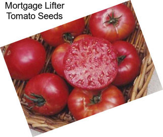 Mortgage Lifter Tomato Seeds