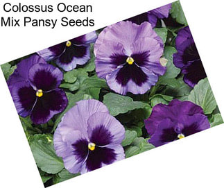Colossus Ocean Mix Pansy Seeds