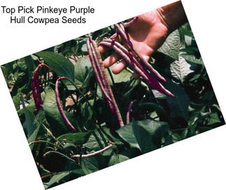 Top Pick Pinkeye Purple Hull Cowpea Seeds