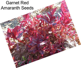 Garnet Red Amaranth Seeds