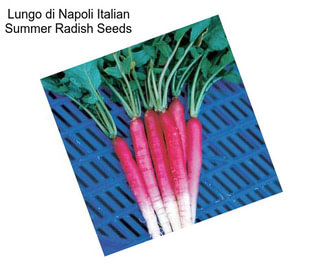 Lungo di Napoli Italian Summer Radish Seeds