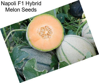 Napoli F1 Hybrid Melon Seeds