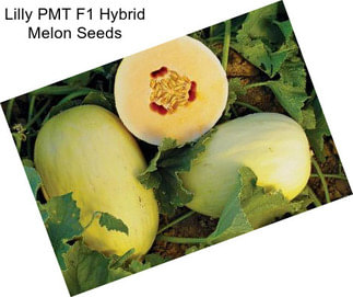 Lilly PMT F1 Hybrid Melon Seeds