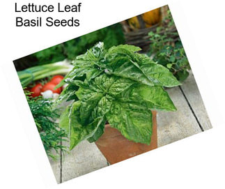 Lettuce Leaf Basil Seeds