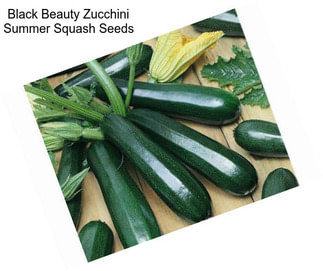 Black Beauty Zucchini Summer Squash Seeds