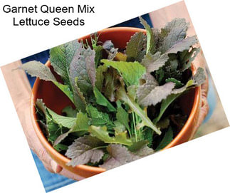 Garnet Queen Mix Lettuce Seeds