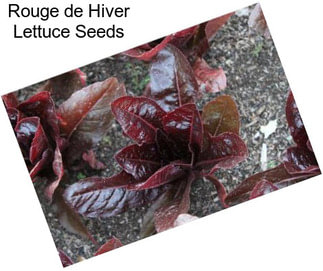 Rouge de Hiver Lettuce Seeds