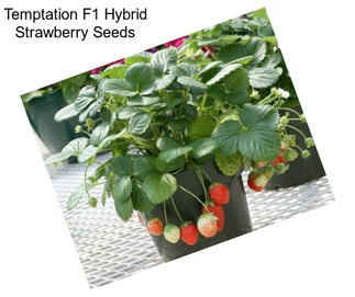 Temptation F1 Hybrid Strawberry Seeds