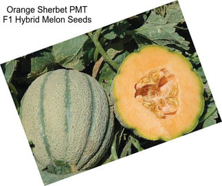 Orange Sherbet PMT F1 Hybrid Melon Seeds