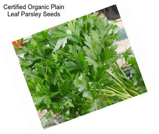 Certified Organic Plain Leaf Parsley Seeds