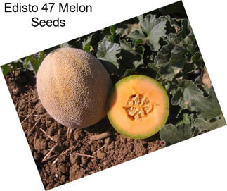 Edisto 47 Melon Seeds