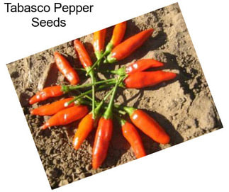 Tabasco Pepper Seeds