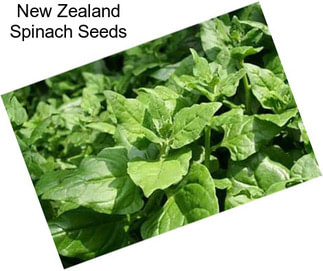 New Zealand Spinach Seeds