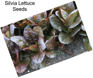 Silvia Lettuce Seeds