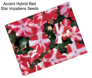 Accent Hybrid Red Star Impatiens Seeds