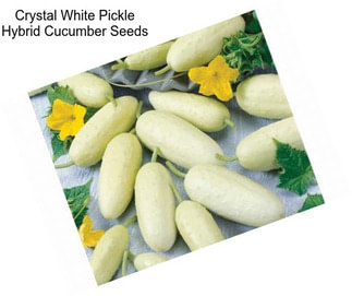 Crystal White Pickle Hybrid Cucumber Seeds
