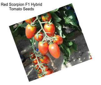Red Scorpion F1 Hybrid Tomato Seeds