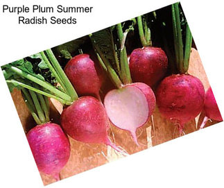 Purple Plum Summer Radish Seeds