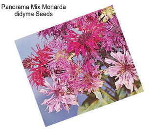Panorama Mix Monarda didyma Seeds
