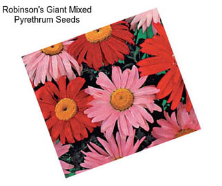Robinson\'s Giant Mixed Pyrethrum Seeds