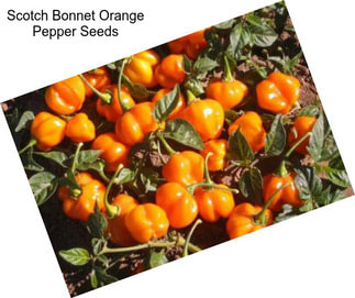 Scotch Bonnet Orange Pepper Seeds