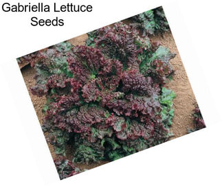 Gabriella Lettuce Seeds
