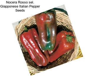 Nocera Rosso sel. Giapponese Italian Pepper Seeds