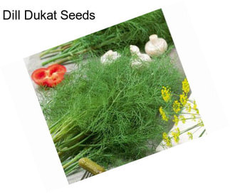 Dill Dukat Seeds