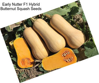 Early Nutter F1 Hybrid Butternut Squash Seeds