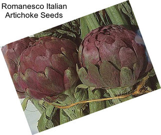 Romanesco Italian Artichoke Seeds