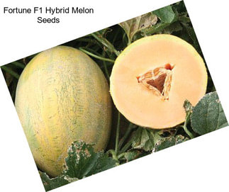 Fortune F1 Hybrid Melon Seeds
