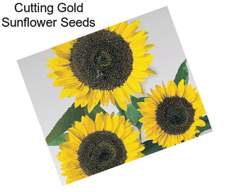 Cutting Gold Sunflower Seeds