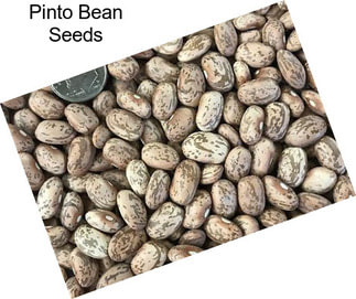 Pinto Bean Seeds