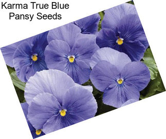 Karma True Blue Pansy Seeds