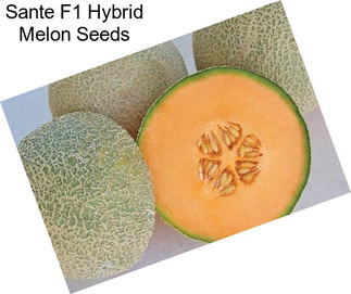 Sante F1 Hybrid Melon Seeds
