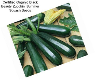 Certified Organic Black Beauty Zucchini Summer Squash Seeds