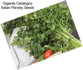 Gigante Catalogno Italian Parsley Seeds