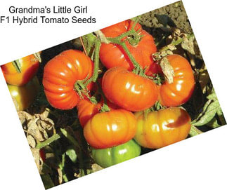 Grandma\'s Little Girl F1 Hybrid Tomato Seeds