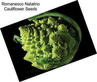 Romanesco Natalino Cauliflower Seeds