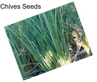 Chives Seeds