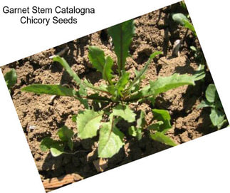 Garnet Stem Catalogna Chicory Seeds