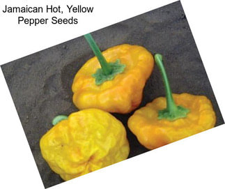 Jamaican Hot, Yellow Pepper Seeds