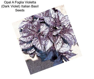 Opal A Foglia Violetta (Dark Violet) Italian Basil Seeds