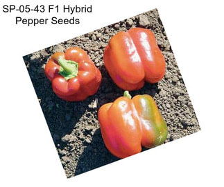 SP-05-43 F1 Hybrid Pepper Seeds