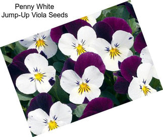 Penny White Jump-Up Viola Seeds