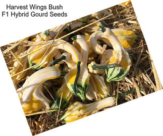 Harvest Wings Bush F1 Hybrid Gourd Seeds