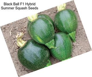 Black Ball F1 Hybrid Summer Squash Seeds