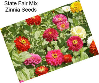 State Fair Mix Zinnia Seeds