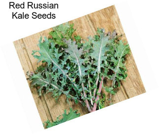 Red Russian Kale Seeds