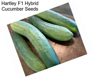Hartley F1 Hybrid Cucumber Seeds
